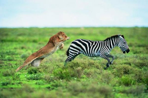 National Geographic fotoraflar.