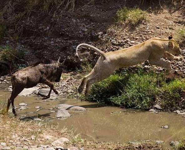 National Geographic fotoraflar.