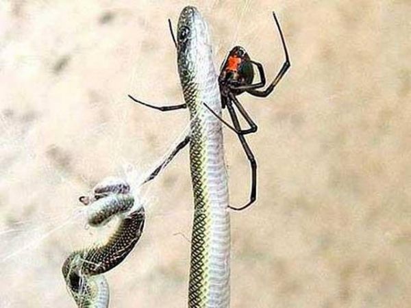 National Geographic fotoraflar.