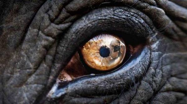 National Geographic fotoraflar.