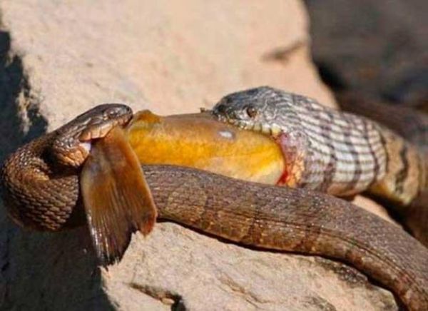 National Geographic fotoraflar.