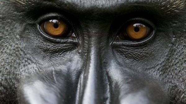 National Geographic fotoraflar.