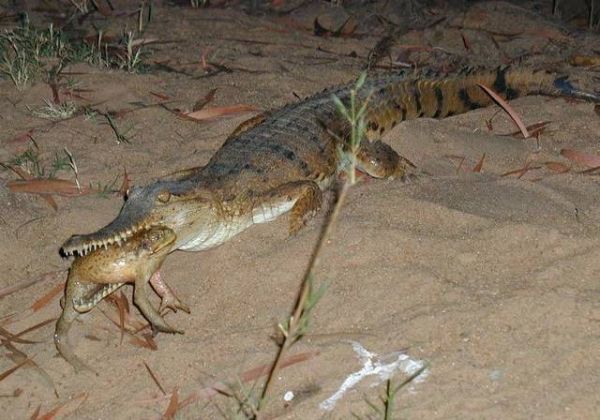 National Geographic fotoraflar.