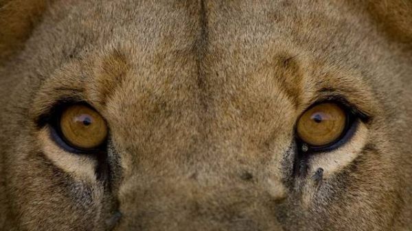 National Geographic fotoraflar.