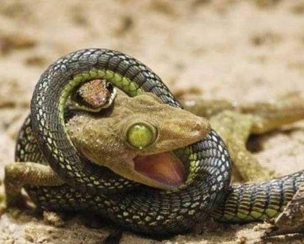 National Geographic fotoraflar.