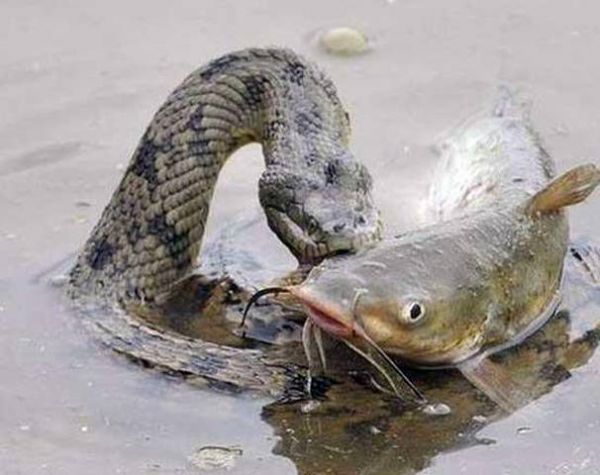 National Geographic fotoraflar.