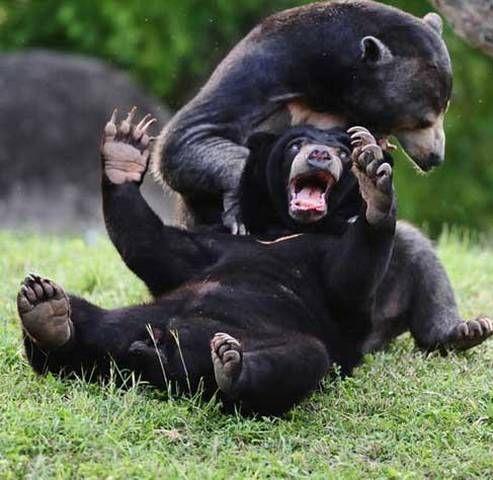 National Geographic fotoraflar.