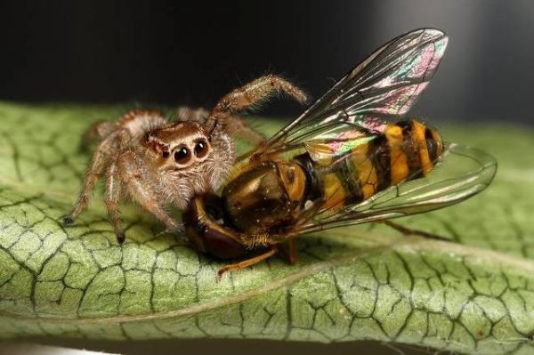 National Geographic fotoraflar.