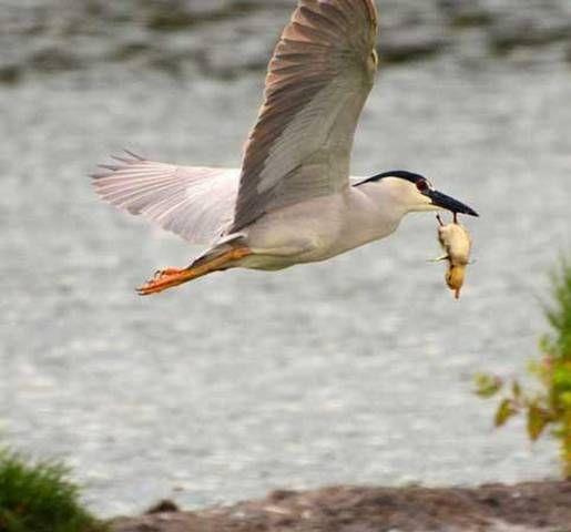 National Geographic fotoraflar.