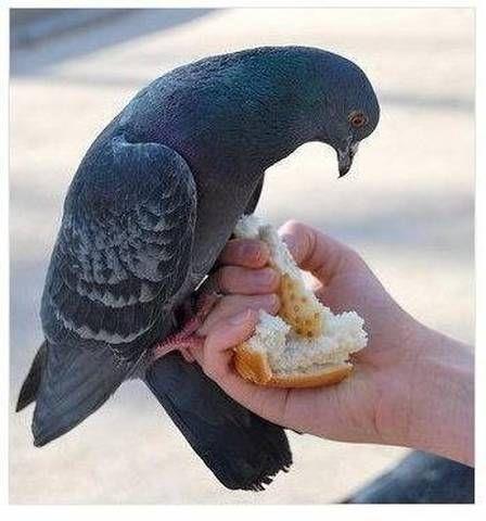 National Geographic fotoraflar.