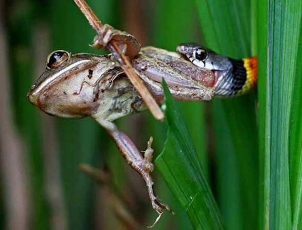 National Geographic fotoraflar.