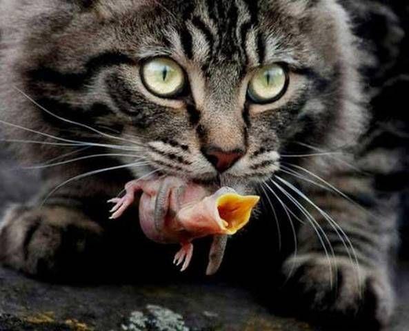 National Geographic fotoraflar.