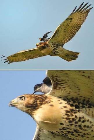 National Geographic fotoraflar.