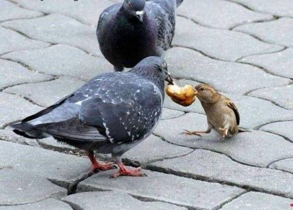 National Geographic fotoraflar.