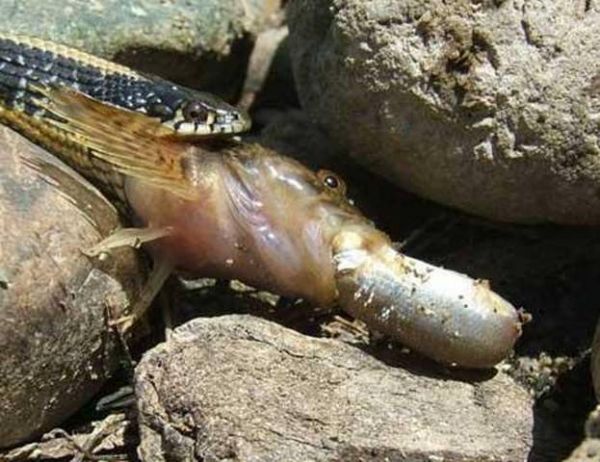 National Geographic fotoraflar.