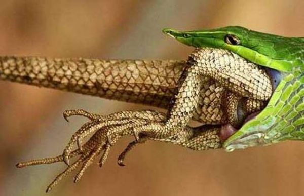 National Geographic fotoraflar.