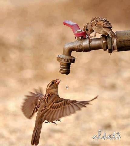 National Geographic fotoraflar.