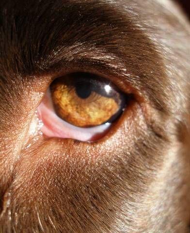 National Geographic fotoraflar.