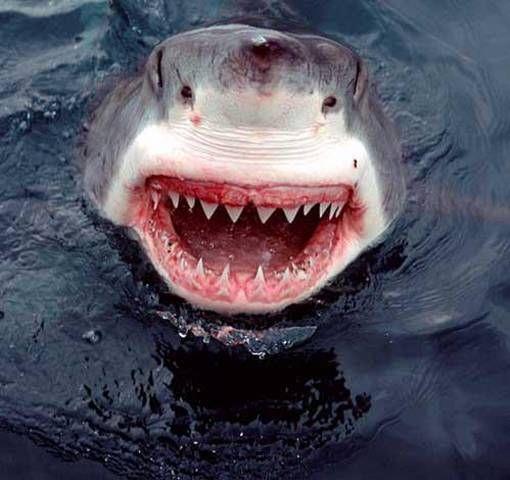 National Geographic fotoraflar.