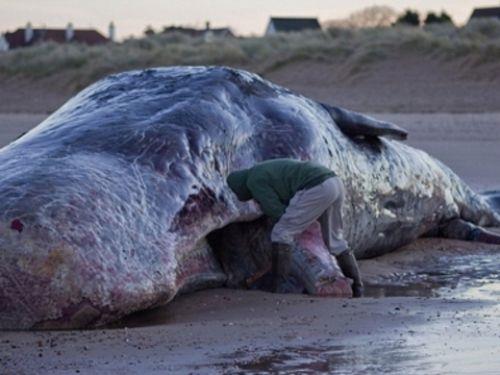 Beyni yaayan memeliler arasndaki en byk beyindir, srt yzgeci yerini belirsiz bir tmsee brakmtr.