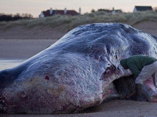Kuyruk yzgeci genitir (4.6 m.'ye kadar) ve dalarken suya vurulur.