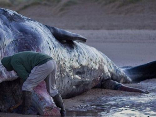 spermeet balinas dili balinalarn en bydr.