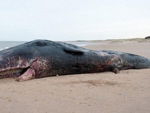 Srt koyu gri, mavimsi siyaha kadar deiir, karn ksm beyazmsdr. Ba allmn dnda iridir ve vcut byklnn te biri kadardr. Ba kt ve alt ene dardr.