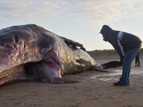 12 metre uzunluundaki ispermeet balinas Anglian Plaj'nda karaya vurmu halde bulundu.