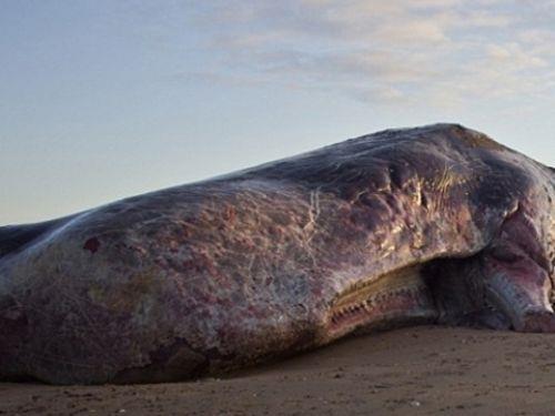 Uzmanlar iklim deiiklii yznden Kuzey Kutbu'nda yaayan balklarn Kuzey denizine inmi olabileceini syledi.