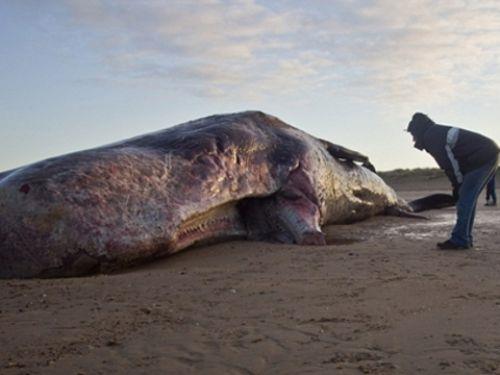 ngiltere'nin Norfolk kylarnda sabah kousuna kanlar gzlerine inanamad.