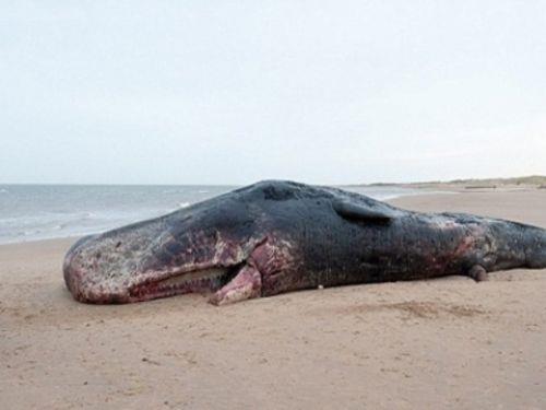 Devasa boyuttaki balinann ldkten sonra karaya vurduu ifade edildi.