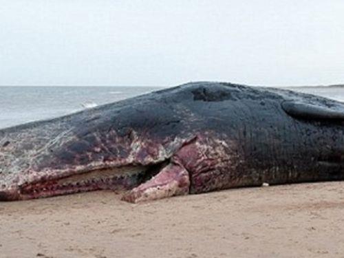 Bu tr balinalarn erkekleri 15-25 m. ve 45-70 ton, diiler 9-13 m. ve 15-20 ton arlnda oluyormu.