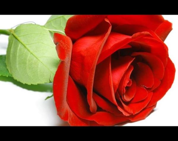 <p><b>KIZ ARKADAINIZA GL </b></p>  Bir adam ya da kadn yaklar ve kz arkadanzn eline gl tututurur sonra da parasn ister. Ancak ok yksek bir para ister. Kz arkadanza mahup kalmamak iin paray demek zorunda kalrsnz.   <p>PARS, ROMA, BARCELONA</p>