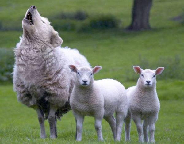 Birazck photoshop'la srad hayvanlar oluturmak mmkn... te Photoshop icad hayvanlar...