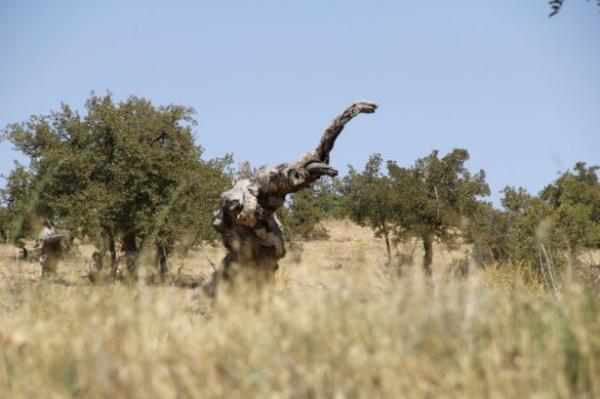 Elaz'n Keban ilesine bal Ulupnar kynde bulunan ve baz vatandalarca dinozora benzetilen erik aac, grenlerin dikkatini ekiyor.