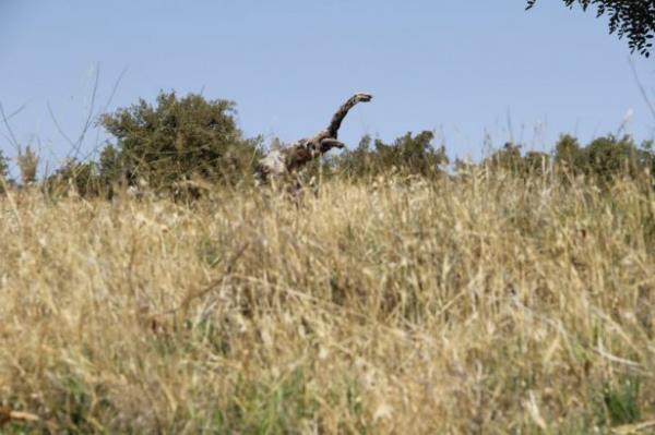 Kydeki Bapnar kaynak suyunun yaknlarnda bulunan kurumu aa, Ulupnar'a gelenlerin ilgi oda oluyor.