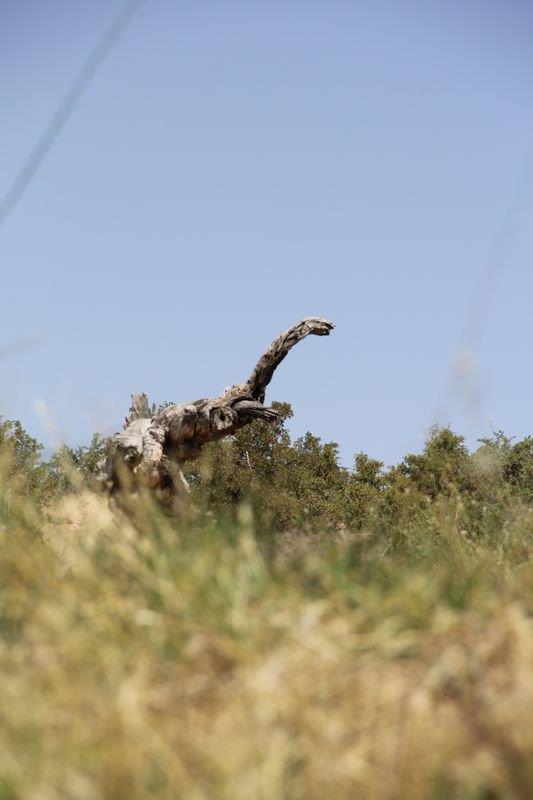 Aacn vatandalarn ilgisini ektiini dile getiren Tuncel, "Dinozora benzetiyorlar, ocuklar etrafnda oynuyor, zerine kyor. Yannda fotoraf ektirenler oluyor. te dnyadan birbirinden ilgin ve komik nesne benzerlikleri