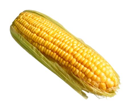 Msrda hem znen hem de znmeyen lif bulunur. znr lifler, kolesterol ile karacierden safraya balanr. Sonra da vcuttan geerek kolesterol alr. Kolesterola ve kalbe iyi gelir.    <p>Msrn sala katks sadece lifli olmas boyutunda deildir. Belirgin miktarlarda ki folik asit, niasin ve salam olduu magnezyum ile de son derece faydal bir besindir.</p>