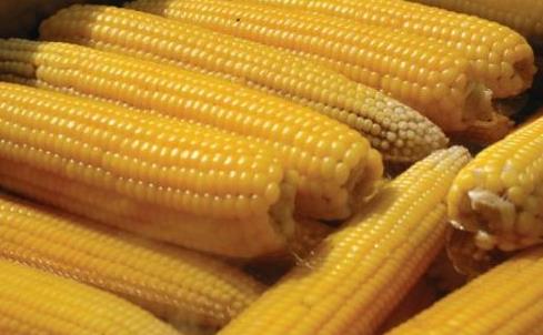 <p><b>eker hastalarna iyi gelir: </b></p>    Diyabet gda piramidinde, hububat, bezelye, patates ve faslyenin yannda, msr niastas olarak kullanlabilir. Vitamin ve mineralleri, inslinin makul bir aralkta kalmasn salar.    <p><b>Barsak ve karacier fonksiyonlarn dzenler:</b></p>  Msrn yksek lifli ierii barsak geiini destekler, kollesterol seviyelerini geriletir ve barsak fonksiyonlarn iyiletirir.