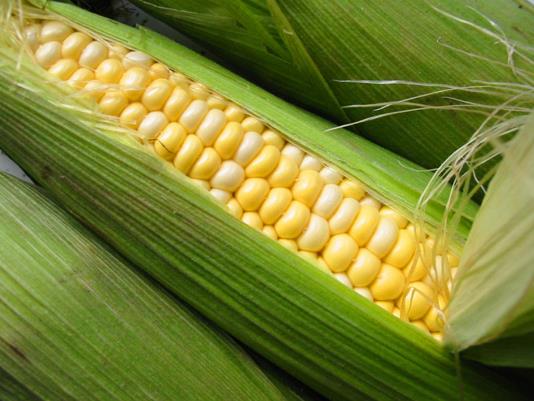 Msrda bol miktarda magnezyum bulunur. Magnezyum doann sahip olduu kalsiyum kanal blokrdr.     <p>Arter ve venlerin evresinde yeterli magnezyum olduu zaman derin nefes bir i ekme ile gevemeyi salar...</p>