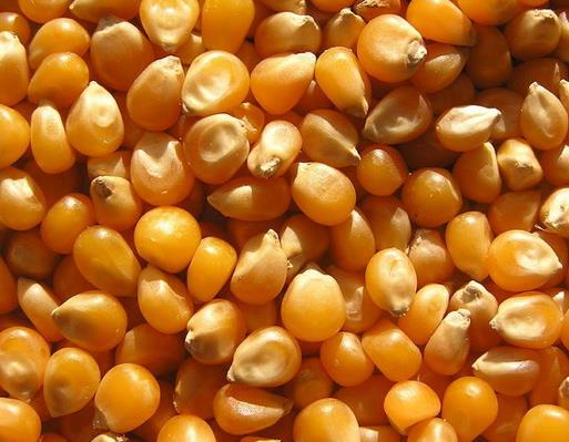 <br><b>shali tedavi eder</b></br>    Msr barsak geiini iyiletirirken dier yandan ishali birka saat ierisinde durdurmann etkili yoludur. Basit olarak ncesinde kaynatlm olan bir bardak souk suya bir iki ay ka msr niastas ekleyin ve bunu bu ekilde iin. Meyve, su ve sebzelere ilikin problemi olan lkelere giderken kk bir anta msr niastasn yannza almanz kolaylk salayabilir.