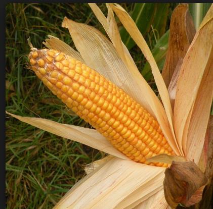 <br>Msr vcutta oksijen ve besinlerin dalmn iyiletirir.</br>  <br><b>Her tanesinde salk var: Msr<b></br>    <p>almalar gstermitir ki magnezyum eksiklii sadece kalp krizi ile ilikili olmayp fakat kalp krizinin hemen akabinde yeterli magnezyumun yoksunluu kalbe serbest radikal hasarn kolaylatrr.</p>