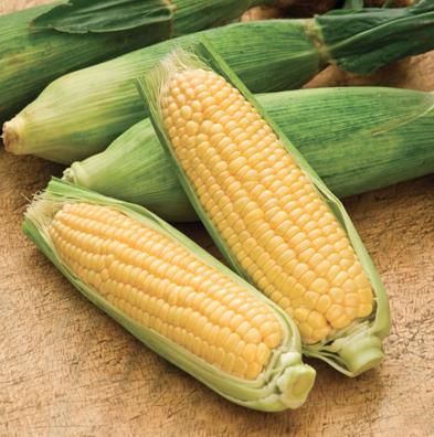 <p><b>DEM N MISIR FORML</b></p>    <br><b>Diretiktir</b></br>    Dzenli olarak yenilmesi eliminasyonu kolaylatrmas yoluyla sv birikimini elimine etmeye yardm eder. dem durumunda, bir tencere suda kaynatacanz bir taze msr koan bir saat sre ile kaynatlp sklp soutulur. dem durumu iyileinceye kadar gnlk 2 ile 3 kupa arasnda iilir; tedavinin sonlanmasnda nce bir hafta nce bir kupaya indirilerek devam edilir. Bunun sonrasnda dozu ihtiyaca gre 2 ile 3 gn iin tekrar edebilirsiniz. Ayrca sadece pskllerini kullanmak sureti ile bir diretik infzyonu da yapm olabilirsiniz.