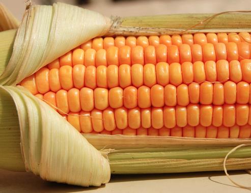 <p><b>Anemiyi engeller: </b></p>    Msrdaki B12 vitamini ve folik asit, demir eksiklii sonucu oluan kanszl nler. Sindirim sistemini temizler. Msrdaki znmez lifler hemoroid ve kabzlk gibi sindirim rahatszlklarna iyi gelir. Lifler dky iiren ve hareketini hzlandran suyu emer.