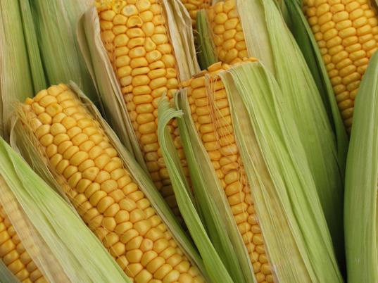 <br><b>Bbrek fonksiyonlarn destekler</b></br>    Bbrek fonksiyonu gerilediinde ya da azaldnda, bir kupa kaynam suya bir kk tutam msr pskl ekleyin; 20 dakika boyunca kartrn skn ve bir tatl ka ile scak olarak iin.