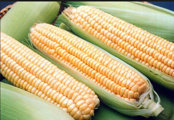 Msr, folat, aminoasit ve B vitamini asndan da zengindir. Bu 3 bileen, Homosistem seviyelerini drr. nemli metabolik sreleri retir. Homosistem dzeyleri ykseldiinde, kalp krizi, inme veya periferik damar hastalklar grlebilir.    <p>u hesaplanmtr ki folatn gnlk deerinin % 100'nn alnmas halinde bu sadece kendi bana her yl itibari ile muzdarip olunan kalp krizi saysn % 10 itibari ile geriletebilir.</p>