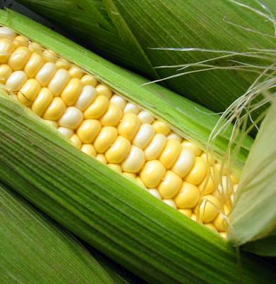 <br><b>Kanty azaltr</b></br>    Hafif kantya bcek sokmasna bal hafif kanty rahatlatmak zere bir miktar suda znm az bir miktar msr niastasn direkt olarak birka dakika sre ile deriye uygulamak zere lapa halinde uygulayn; suiei gibi ocukluk hastalklarnn sebep olduu kantlar durumunda lkl su banyosuna bir tutam msr niastas ekleyin; 15 dakika civarnda bir banyo bu hastalklar sebebi ile ortaya kan rahatszl geici olarak geriletecektir.