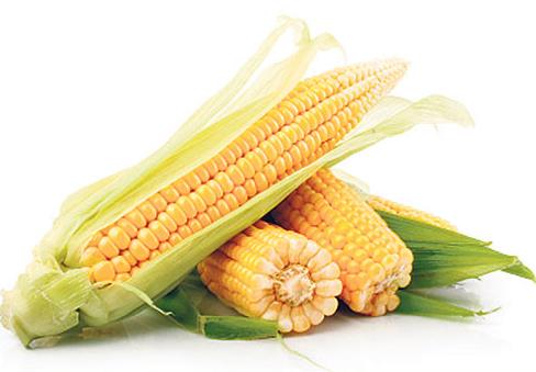 <br><b>Cilde faydaldr: </b></br>  Msr z ya zengin bir linoleik asit kaynadr. Bu asitler cildin temeli iin gereklidir. Msr niastas, dknt ve tahrilere iyi gelir.  Her tanesinde salk var: Msr    <br><b>Gebelikte kullanlr: </b></br>  Hamile kalmak iin yeterli miktarda folat gerekir, o da msrda bulunur. Yeni hcre geliimine ve gebelie yardmc olur. Msr ekmei ve msr gevrei eitlere eklenebilir.