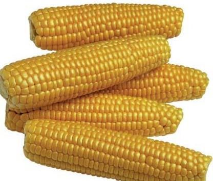 Msrn astm ve migren gibi durumlarn arln azaltt, yksek kan basncn drd ve arteroskeleroz ve diabetik kalp hastal riskini gerilettii gzlenmitir.     <p>Bir kupa msr magnezyuma ynelik gnlk deerin % 16,4'n salar.</p>