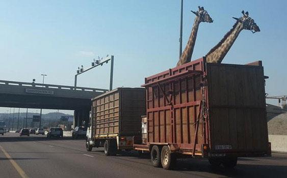 <p>G�ney Afrika'n�n Johannesburg �ehrinin en i�lek otoyolu N1'da kamyonla ta��nan z�rafa, kafas�n� k�pr�ye vurarak �ld�. </p>    Hayvanseverleri aya�a kald�ran olay �lkede b�y�k tart��malara neden oldu. Kamyon �of�r� k�pr�n�n al�ak oldu�unu iddia ederek kendini savunmaya �al��t�.     <p>Nadir rastlanan olaydan sonra hayvanseverler derne�i SPCA yetkilisi Rick Allen yapt��� a��klamada, "G�ney Afrika Standartlar B�rosu (SABS) vah�i hayvanlar�n ta��nmas�n�n kurallar�n� belirlemi�tir. A��k kasada z�rafa ta��nmas� kabul edilemez. Kazay� ara�t�r�yoruz" dedi.</p>    Feci kazadan kurtulan di�er z�rafan�n veteriner klini�inde tedavi alt�na al�nd��� belirtildi.